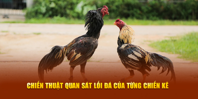 Chiến thuật quan sát lối đá của từng chiến kê