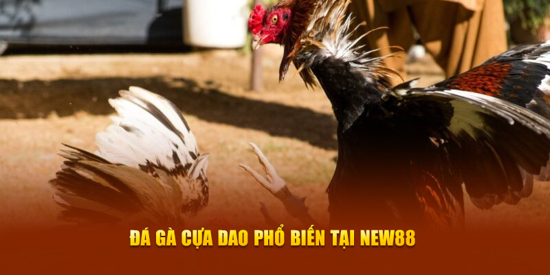 Đá gà cựa dao phổ biến tại New88